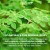 LeafLea 80 Premium Moringa Tea Bags, Moringa Herbal Tea, Made