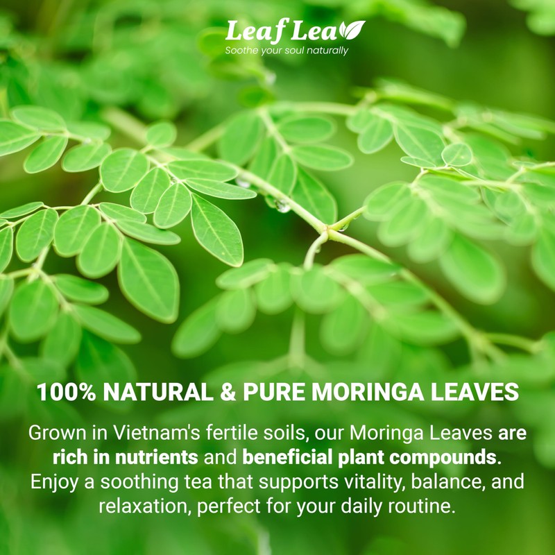 LeafLea 80 Premium Moringa Tea Bags, Moringa Herbal Tea, Made