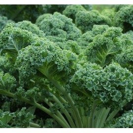 Axel's Garden Seeds Dwarf Blue Curled Scotch Kale Seeds | Heirloom | Non-GMO | Fresh Garden Seeds - 50 Seeds