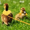 Duck Walking Harness and Leash Chicken Duck Outdoor Training Rope