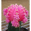 Grafted Moon Cactus Gymnocalycium Mihanovichii (Pink)