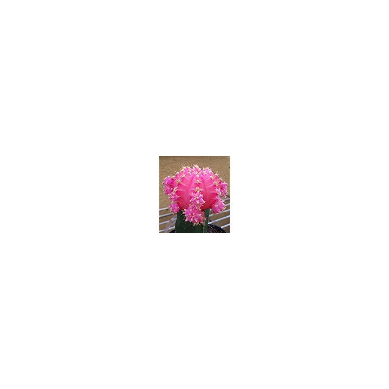 Grafted Moon Cactus Gymnocalycium Mihanovichii (Pink)