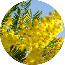 Living Libations Mimosa Absolute, 5ml