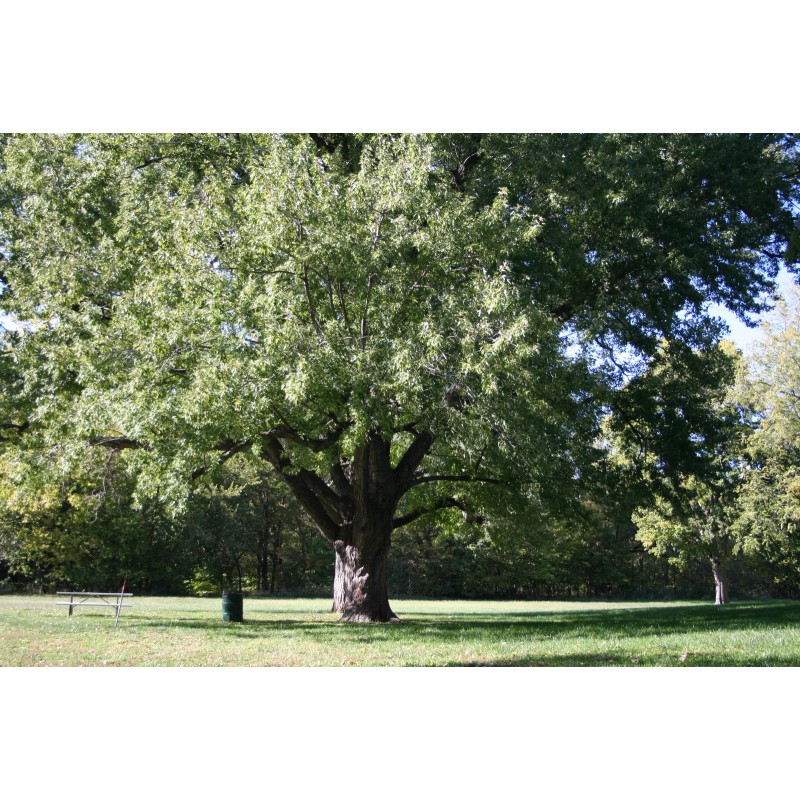 Tree Silver Maple Tree - 12-18" Tall - Live Plant