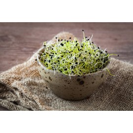 Onion Microgreen Seeds - Non-GMO - 1 Ounce