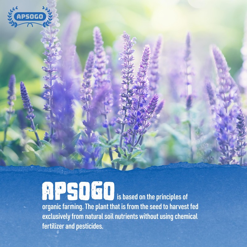 APSOGO Organic Greek Sage Tea - Exquisite Taste & Premium