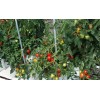 Masterblend Tomato Vegetable, Herb, Professional Fertilizer Kit 5lbs SHIPS FREE