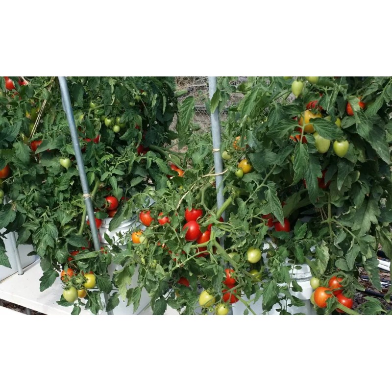 Masterblend Tomato Vegetable, Herb, Professional Fertilizer Kit 5lbs SHIPS FREE