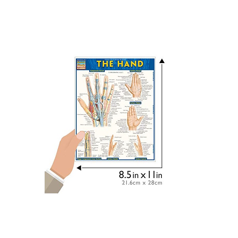 The Hand QuickStudy Laminated Reference Guide (QuickStudy Academic)