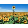 Avanti Press Sunflower Field Thank You Card