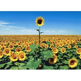 Avanti Press Sunflower Field Thank You Card