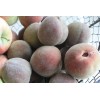 live plant Indian Blood Cling Peach grafted Bare root 1