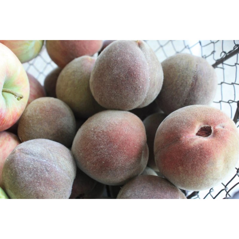 live plant Indian Blood Cling Peach grafted Bare root 1