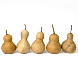 Box of 5 Dried Bottle Gourds - 3 inches in Diameter, Dried Gourds for Crafts, Gourd Art and Decorating