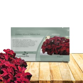 Outsidepride Wizard Velvet Red Coleus Seeds for Planting - 100 Pcs Annual, Compact, & Easy to Grow, Flower Seeds with Serrated Foliage, Ideal for Shaded Areas, Containers, Borders, & Gardens