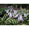 Patriot Variegated Hosta - Live Plant - Quart Pot