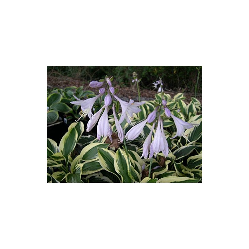 Patriot Variegated Hosta - Live Plant - Quart Pot