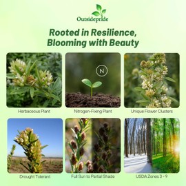 Outsidepride Round-Headed Bush Clover Seeds - 2000 Pcs Perennial Seeds for Planting, Easy to Grow, Drought & Heat Tolerant, High Protein Forage for Livestock, Ideal for Meadow Gardens & Xeriscaping