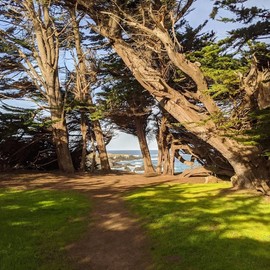 Generic 12 Mendicino Cypress Tree Seeds, Green