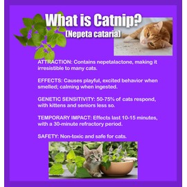 DesertUSA Catnip Seeds for Planting, 13200+ Herb Seeds, Indoor or Outdoor Growing, Heirloom, Non-GMO, Cats Love Catnip Leaves. (Catnip Seeds, 9000mg)