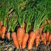 Royal Chantenay Carrot Seeds - 4 Oz ~80,000 Seeds -