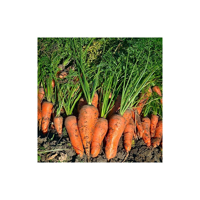 Royal Chantenay Carrot Seeds - 4 Oz ~80,000 Seeds -