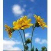 Arnica Plant - 2 Pack - Live - 3” Pot