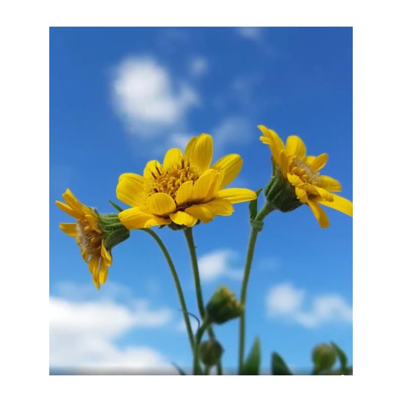 Arnica Plant - 2 Pack - Live - 3” Pot