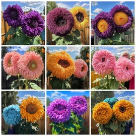 600+ Sunflower Seeds for Planting - Rare Mixed Sunflower Seeds Non-GMO Heirloom Perennial Flower for Garden Outdoor Attracts Pollinators