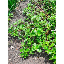 TomorrowSeeds - Green Purslane Seeds - 1000+ Count - for 2025 Planting Portulaca Oleracea Lettuce Verdolaga Pigweed Bakleh Bhaji Vegan Weed Pusley Garden Vegetable Grow Your Own Home Farm Patio