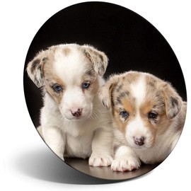 Destination Vinyl ltd Magnet for Refrigerator, Fridge - Welsh Corgi Puppy Dog Cute for Office, Cabinet and Whiteboard, Magnetic Stickers, 2700