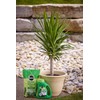 Miracle-Gro Shake 'N Feed Palm Plant Food, 8 lb., Feeds