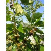 Tree Red Mulberry Tree 8 Cuttings 7"-9' long Organic Leave