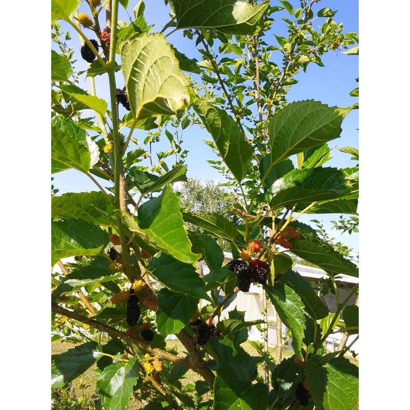Tree Red Mulberry Tree 8 Cuttings 7"-9' long Organic Leave