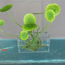 La La Pet Acrylic Mini Suction Cup for Aquatic Plants Transparent Water Plant Cup Pot Holder for Aquarium Fish Tank Decor Small