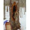 Tug Hill Wild Herbs 2.5 American Birch Chaga by Tug
