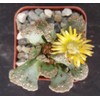 Titanopsis calcarea Cacti Cactus Succulent Real Live Plant