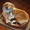 Dog Cone | Inflatable Dog Cone Collar Protective - Indoor