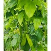 Domestic roasted black bean tea, black bean water substitute tea,