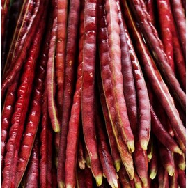 5 Colors Mix Yard Long Bean Seeds - 100+ Count - Purple Green Red Pink White Rainbow Blend Multi Variety Vine Pole Vegetable Grow Your Own Home Farm