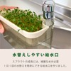 OKA Vegetable Sprout Pot, Brown (Broccoli, Sprout, Home Garden, Pea
