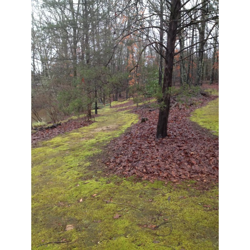 GARDENS OY VEY Fresh Sheet Moss. 3 to 5 lb.