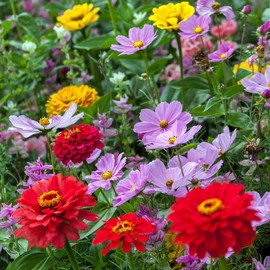 Eden Brothers Cosmic Zen Flower Mixed Seeds for Planting, 1 lb, 480,000+ Seeds with Zinnia Dahlia Flowered, Cosmos Sensation | Attracts Pollinators, Plant in Spring, Zones 3, 4, 5, 6, 7, 8, 9, 10