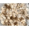 Mini Sola Wood Flowers Random Assortment - 50 Pack