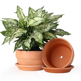 INGOFIN 8 Inch Terracotta Shallow Pots Set with Saucer - Ceramic Clay Pots with Drainage Hole, Terra Cotta Pots for Plants for Indoor Outdoor Plants, Set of 2