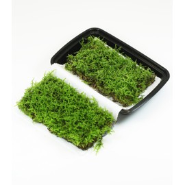 LUCKY PLANT Fresh Live Moss Variety Pack - Ideal for DIY Terrariums, Miniature Bonsai, Potted Plants, Reptiles, Succulents, (A Whole Piece of 8" x8" Fresh Hypnum Moss)