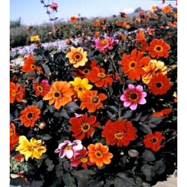 GardeningTreasures 40 Dahlia Bishop's Child Mix seeds