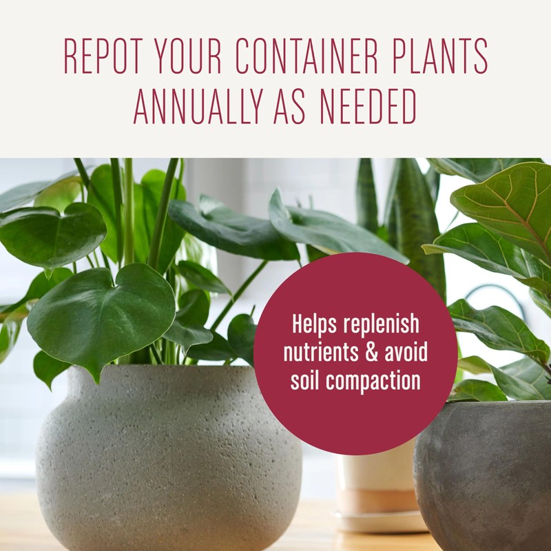 Miracle-Gro Houseplant Potting Mix: Fertilized, Perlite Soil for Indoor Gardening,
