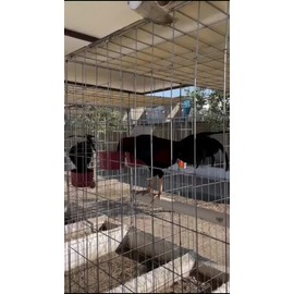 Suplemento Para Gallos De Pelea Alimento Proteína Insecto 1k