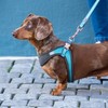 Rogz Classic Urban Adjustable Quick Fit Boomerang Dog Harness Turquoise